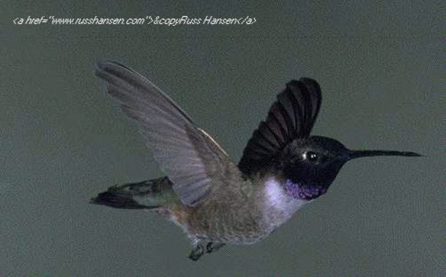 Birding Hot Spots