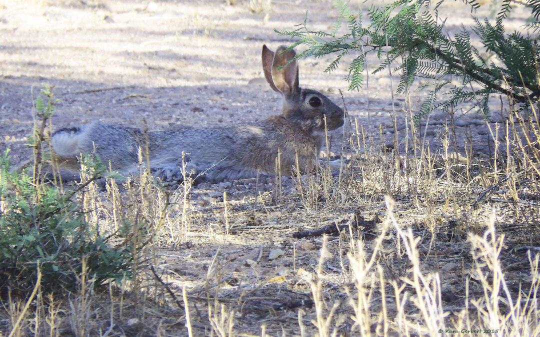 Mammals