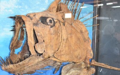 Fossil Discovery Exhibit Opens In Big Bend