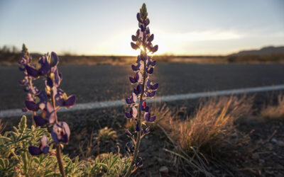 Visiting Big Bend
