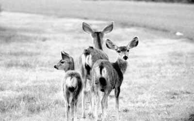 Critters of Big Bend